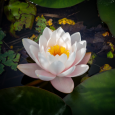 Lotus Brightening Facial Wash